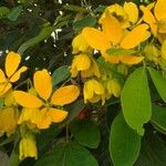 Senna macranthera Flor