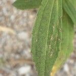 Flaveria bidentis Leaf