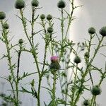 Cirsium vulgare Buveinė