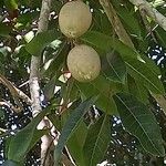 Canarium madagascariense Fruct
