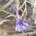 Delphinium gracile Floare