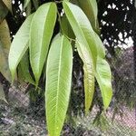 Ficus maclellandii Лист