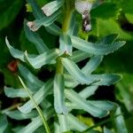 Rhodiola rosea Blad