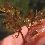 Utricularia benjaminiana Leaf