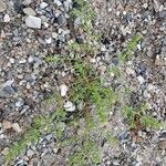 Salsola soda Hábito