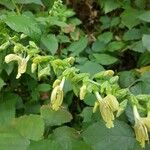 Salvia glutinosa Fleur