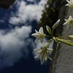 Allium triquetrum Flower