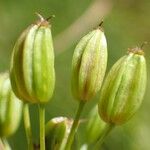 Meum athamanticum Fruit