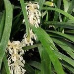 Ophiopogon jaburan Цветок