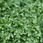 Selaginella stenophylla Хабит