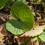 Asarum canadense Liść