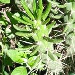 Austrocylindropuntia subulata Leaf