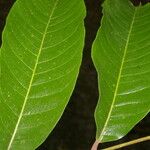 Zanthoxylum riedelianum Leaf