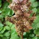 Spiraea tomentosa Fruit