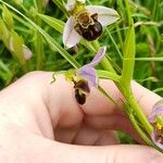 Ophrys apifera Квітка