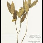 Tabernaemontana rupicola 果実