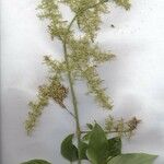 Chamissoa altissima その他の提案