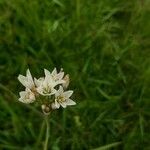 Nothoscordum gracile Blüte