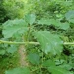 Rubus winteri Blad