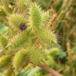 Xanthium strumarium 果實