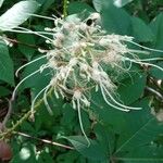 Aesculus parviflora 花