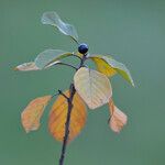 Frangula alnus Blatt