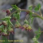 Thalictrum macrocarpum その他の提案