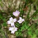 Epilobium montanumFlower