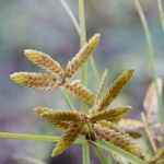 Cyperus flavescens Arall