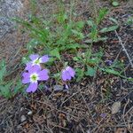 Malcolmia flexuosa Blatt