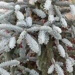 Abies procera Лист