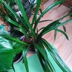 Cymbidium × florinda Hoja