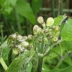 Clematis recta Flor