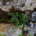 Asplenium ruta-muraria Liść