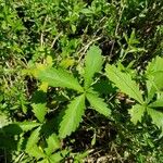 Potentilla reptansFulla