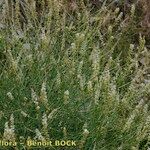 Reseda complicata Habit