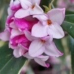 Daphne odora Blüte