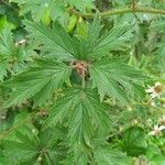 Rubus nemoralis ഇല