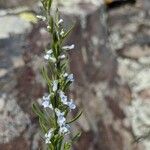 Anarrhinum bellidifolium Blodyn