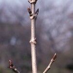 Aesculus turbinata Bark