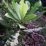 Cleidion macrophyllum موطن