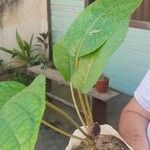 Dorstenia elata Leaf