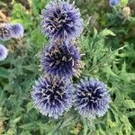 Echinops ritroΛουλούδι