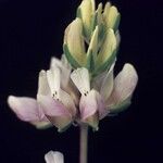 Lupinus densiflorus Květ