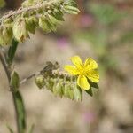 Helianthemum syriacum Blüte