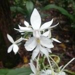 Calanthe triplicata फूल