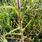 Castilleja indivisa Hoja
