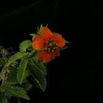 Potentilla argyrophylla ᱛᱟᱦᱮᱸ