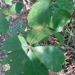Parthenocissus quinquefolia Hoja