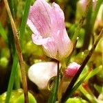 Lysimachia tenella Květ